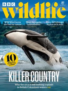 857-bbc-wildlife